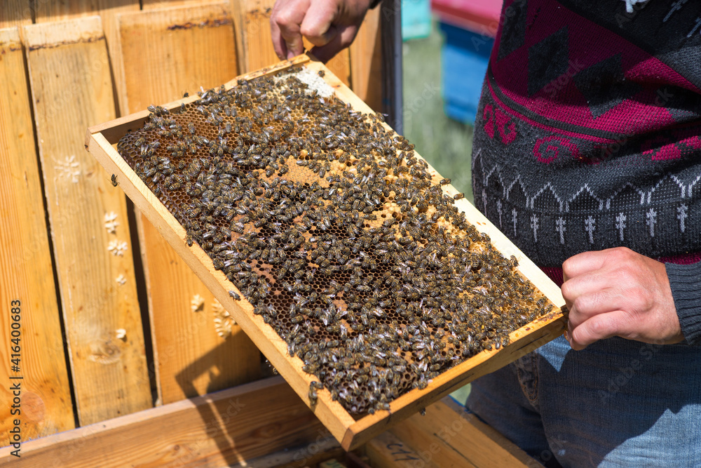 A farmer on a bee apiary holds frames with wax honeycombs. Planned preparation for the collection of honey. A farmer on a bee apiary holds frames with wax honeycombs. Planned preparation for the collection of honey.