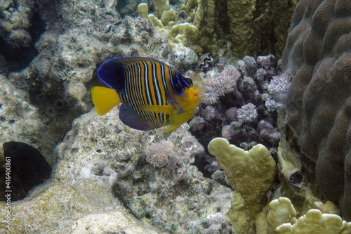 Royal angelfish (Pygoplites diacanthus) in Red Sea