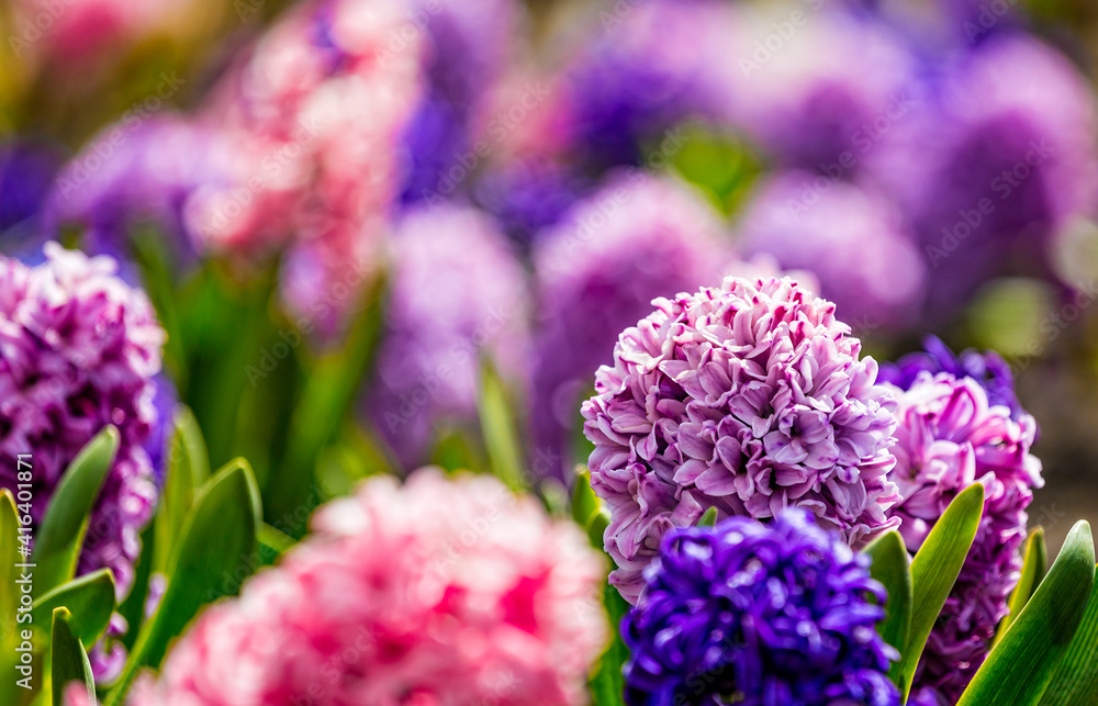 Large flower bed with multi-colored hyacinths, traditional easter flowers, flower background, easter spring background. Close up macro photo, selective focus. Ideal for greeting festive postcard. Large flower bed with multi-colored hyacinths, traditional easter flowers, flower background, easter spring background. Close up macro photo, selective focus. Ideal for greeting festive postcard.