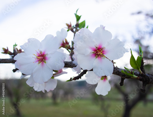 In the frame the blossoming almond tree branches  the background blurred. Almond flowers on blue sky.