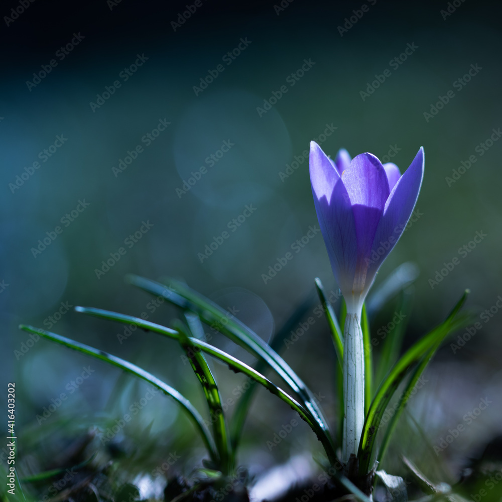 Fototapeta premium spring crocus flowers