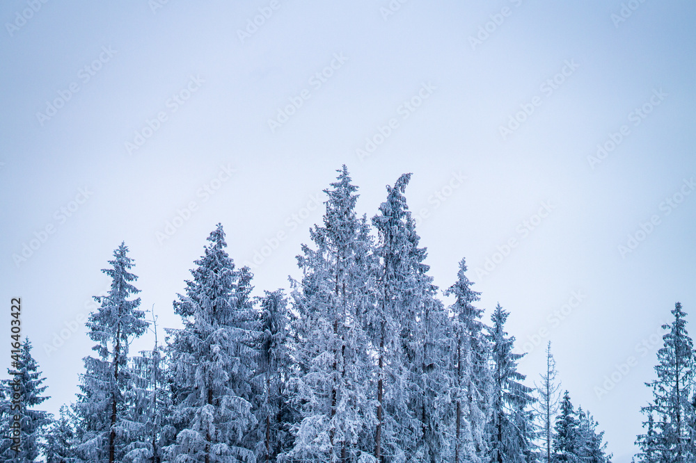 Zimowy zbiór drzew 