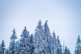 Zimowy zbiór drzew 