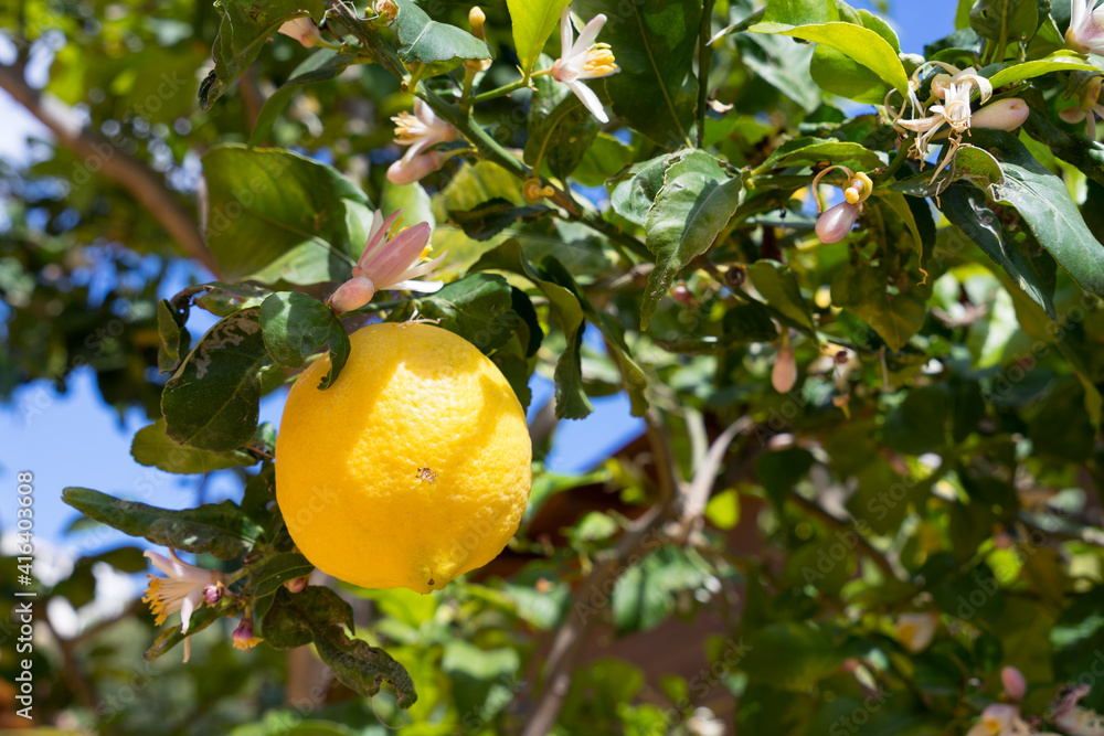 beautiful pink blossoms and natural tasty yellow lemon in spain beautiful pink blossoms and natural tasty yellow lemon in spain