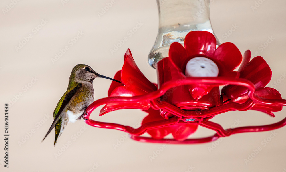 Closeup of hummingbird drinking from feeder