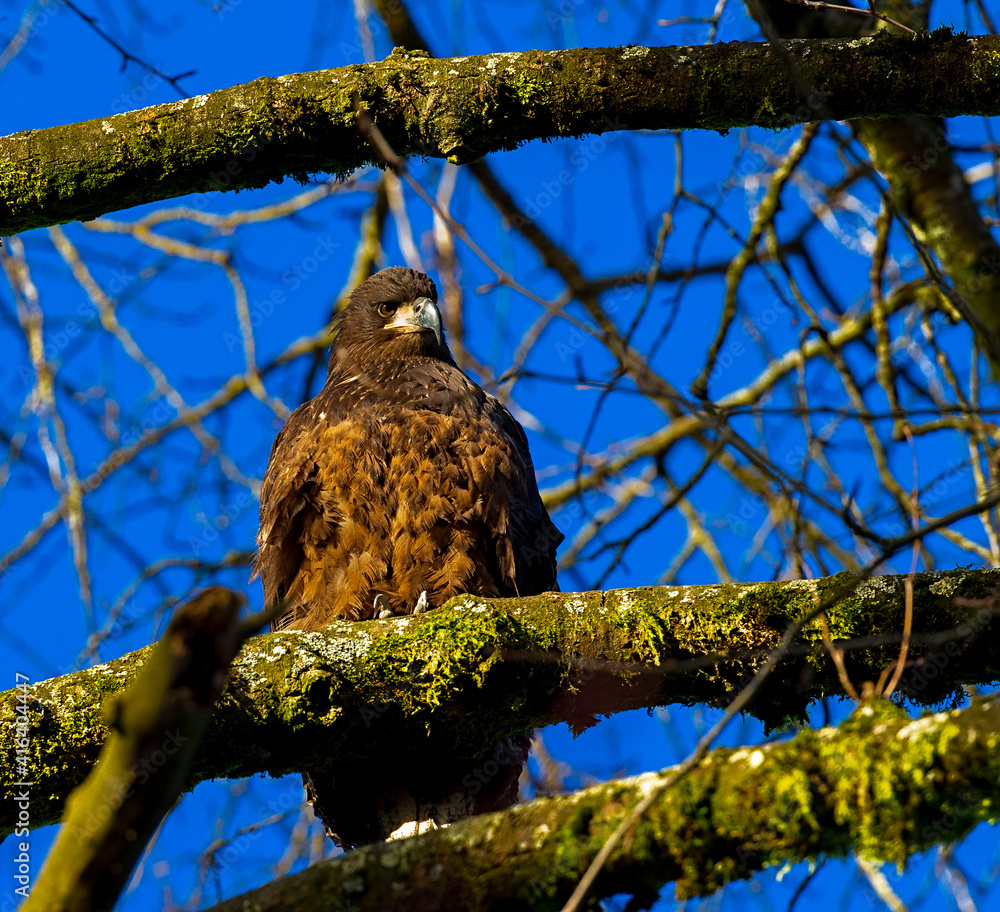 Close up of juvenile eagle on sunny winter day