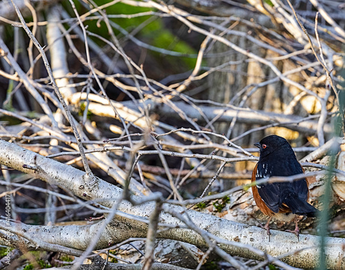 Robin (Turdus migratorius) scavenging in the bush