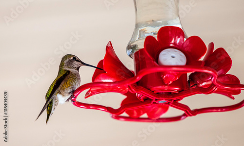 Obraz na płótnie Closeup of hummingbird drinking from feeder w salonie