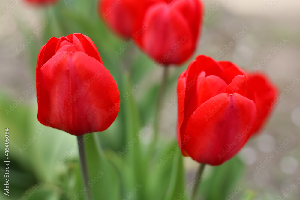 Gorgeous red tulips are blooming in the garden. Gorgeous red tulips are blooming in the garden.