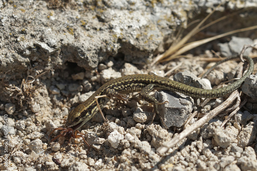Close up of a subadult European , common , wall lizard, Podarcis muralis eating a spider in Gard, France
