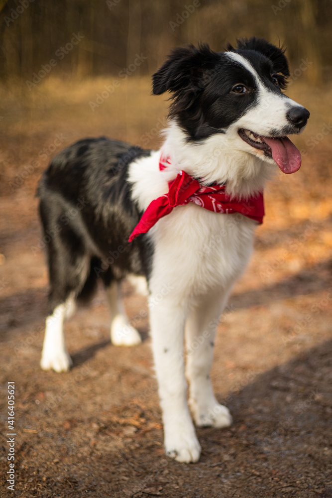 A border collie puppy walking and playing in the park