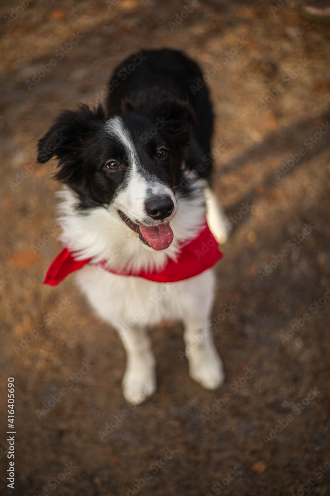 A border collie puppy walking and playing in the park