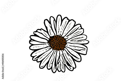 Vector graphic closeup of a daisy blossom