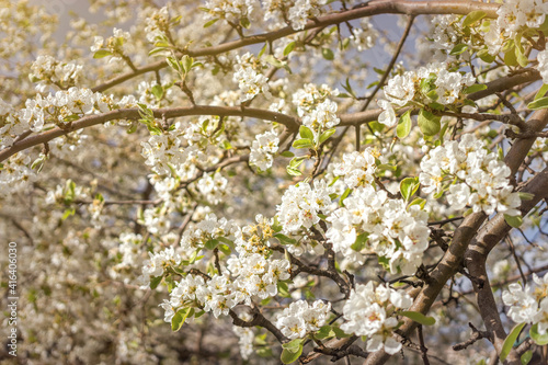 Delicate white cherry blossom. Spring holiday card © konoplizkaya
