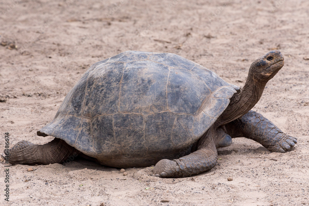 Obraz premium galapagos tortoise