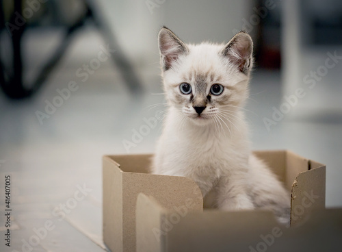 A kitten with blue eyes sits in a cardboard box.