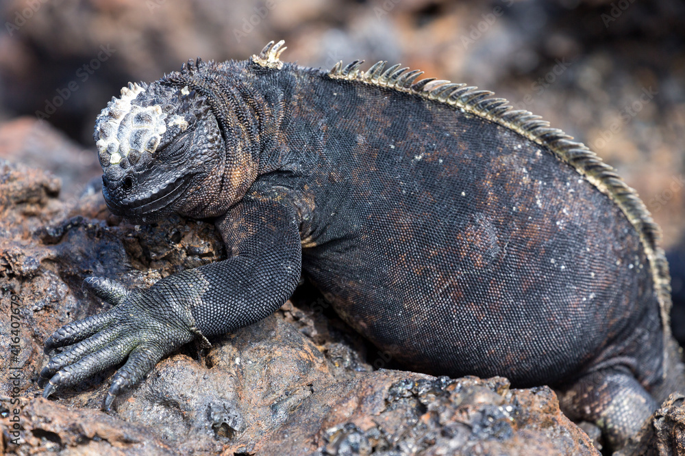 island land iguana island land iguana