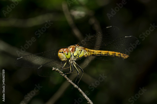 Dragonflies Macro photography in the countryside of Sardinia Italy, Particular, Details