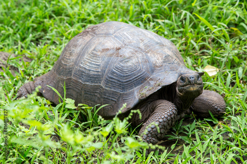 galapagos tortoise