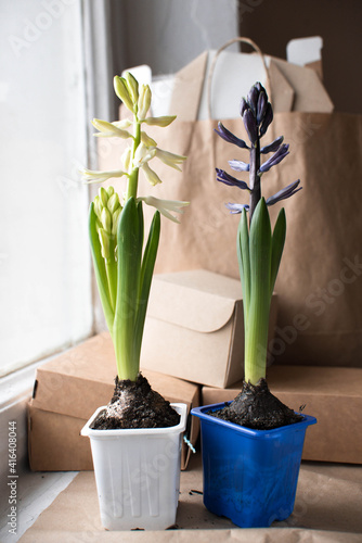 two hyacinth bulbs with flowers stand on the background of craft boxes and bloom