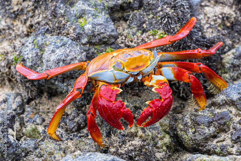 sally lightfoot crab on a rock sally lightfoot crab on a rock