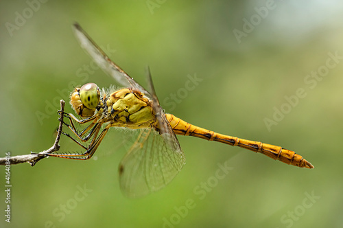 Dragonflies Macro photography in the countryside of Sardinia Italy, Particular, Details © arietedorato73
