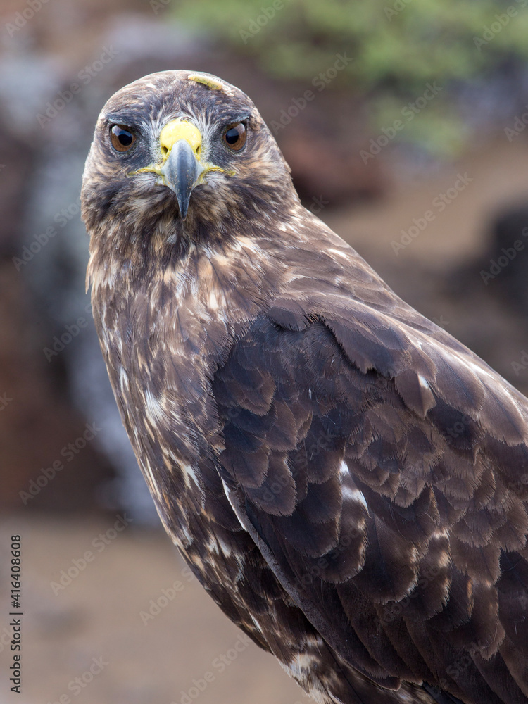 Obraz premium galapagos hawk, head
