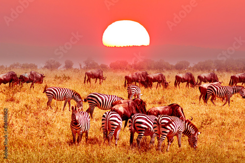 Zebra and wildebeest groups with amazing red sunset in african savannah. Serengeti National Park  Tanzania. Wild nature african landscape and safari concept