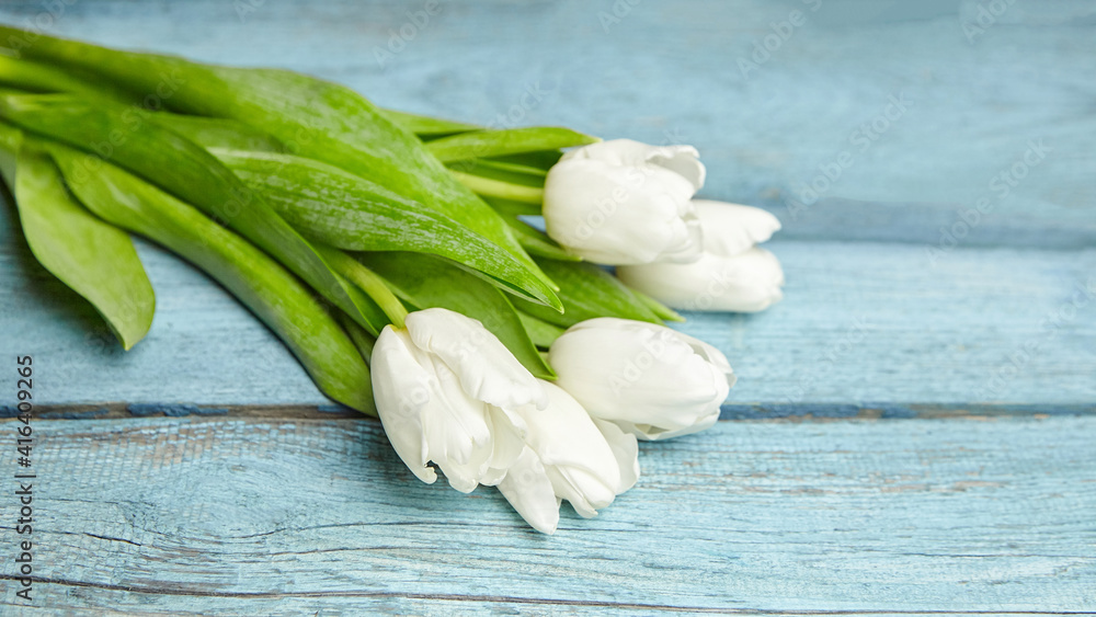 White flowers, fresh tulips on light blue wooden background White flowers, fresh tulips on light blue wooden background