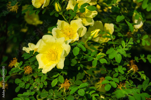 Yellow rose flowers with green leaves spring background