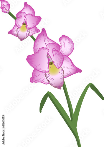 Gladiola 1