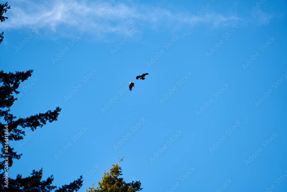Eagle and hawk fighting in the sky over Vancouver Canada on a clear winter day. Eagle and hawk fighting in the sky over Vancouver Canada on a clear winter day.