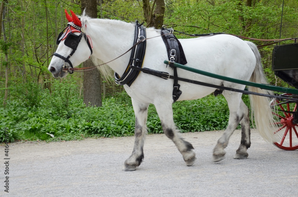 Pferd, weißes Pferd,horse, tier, horse, kutsche, geschirr, bauernhof, braun, einhufer, natur, reiten, tier, 2, sattel, horsey, weiß, hengst, karren, fahren, säugetier, zaumzeug, anreisen, kopf, beförd Pferd, weißes Pferd,horse, tier, horse, kutsche, geschirr, bauernhof, braun, einhufer, natur, reiten, tier, 2, sattel, horsey, weiß, hengst, karren, fahren, säugetier, zaumzeug, anreisen, kopf, beförd