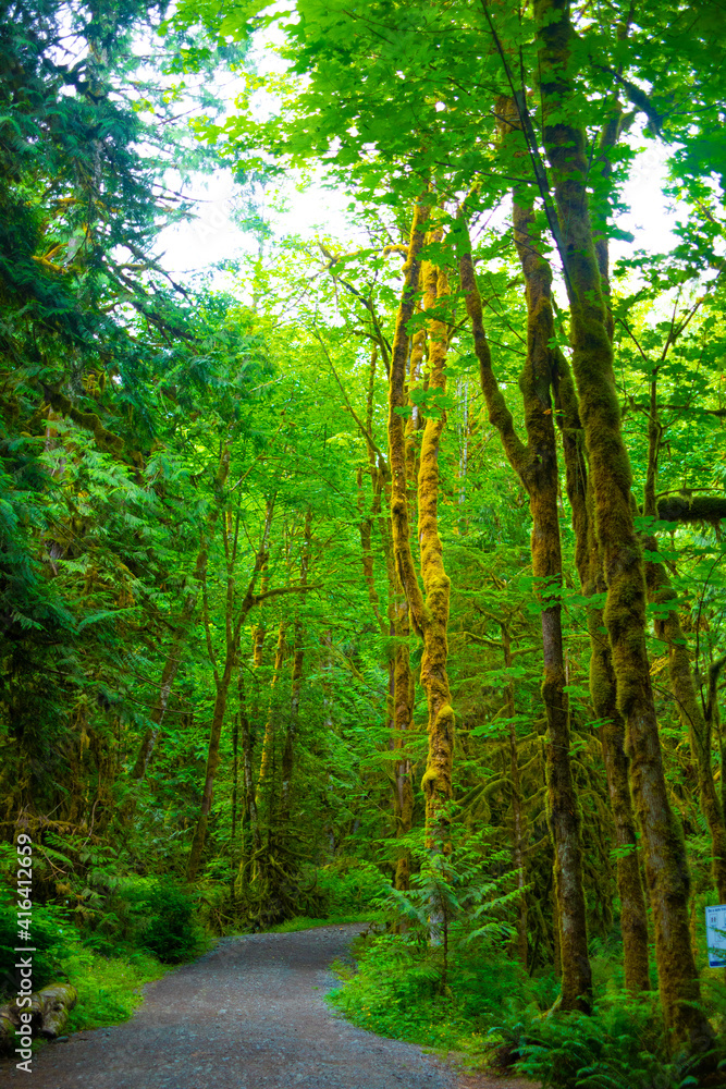 path in the forest path in the forest
