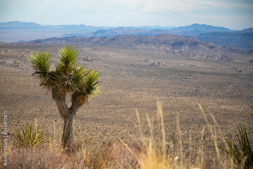 joshua tree in the desert