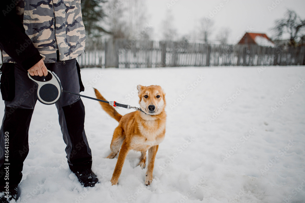 Orange dog on a walk in the winter in the snow Orange dog on a walk in the winter in the snow