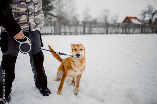 Fototapeta Naklejka Na Ścianę i Meble -  Orange dog on a walk in the winter in the snow