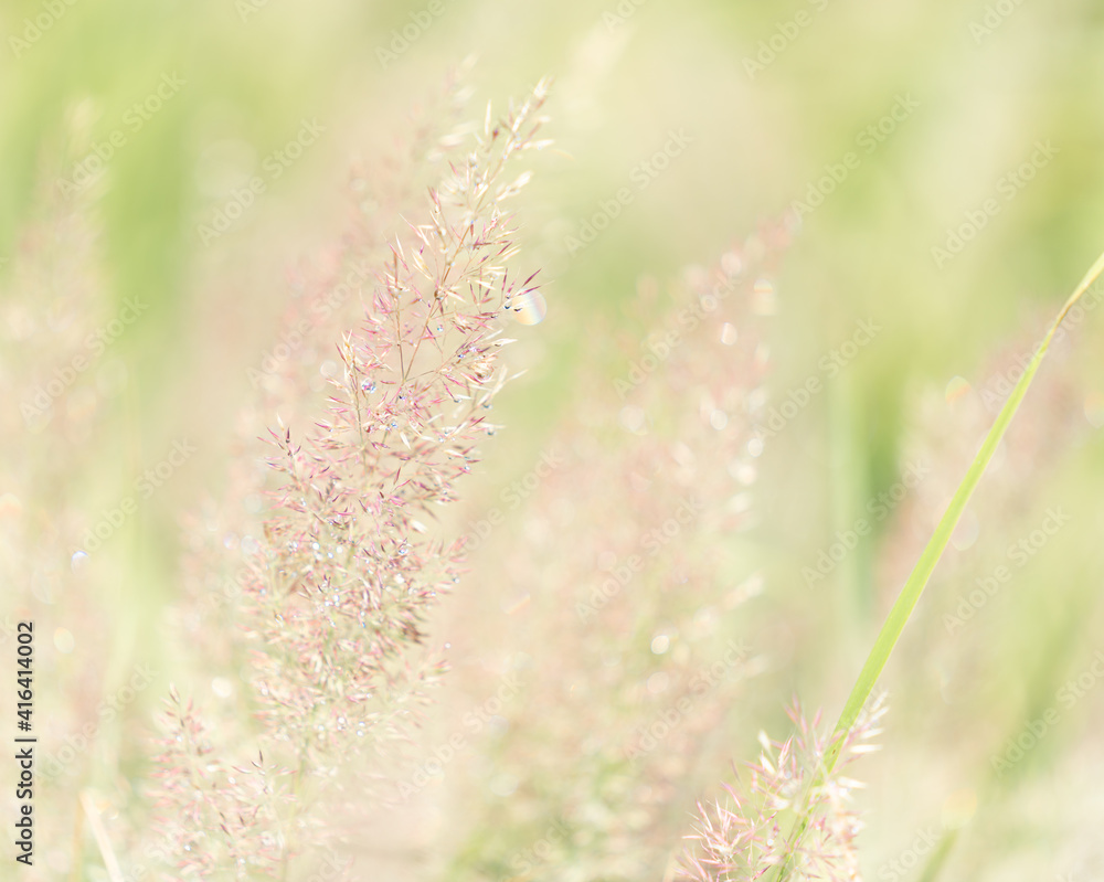 Pale green, soft focus dew drops on tall, flowering plumes of grass. Soft red, pink and greens create a dreamy background.