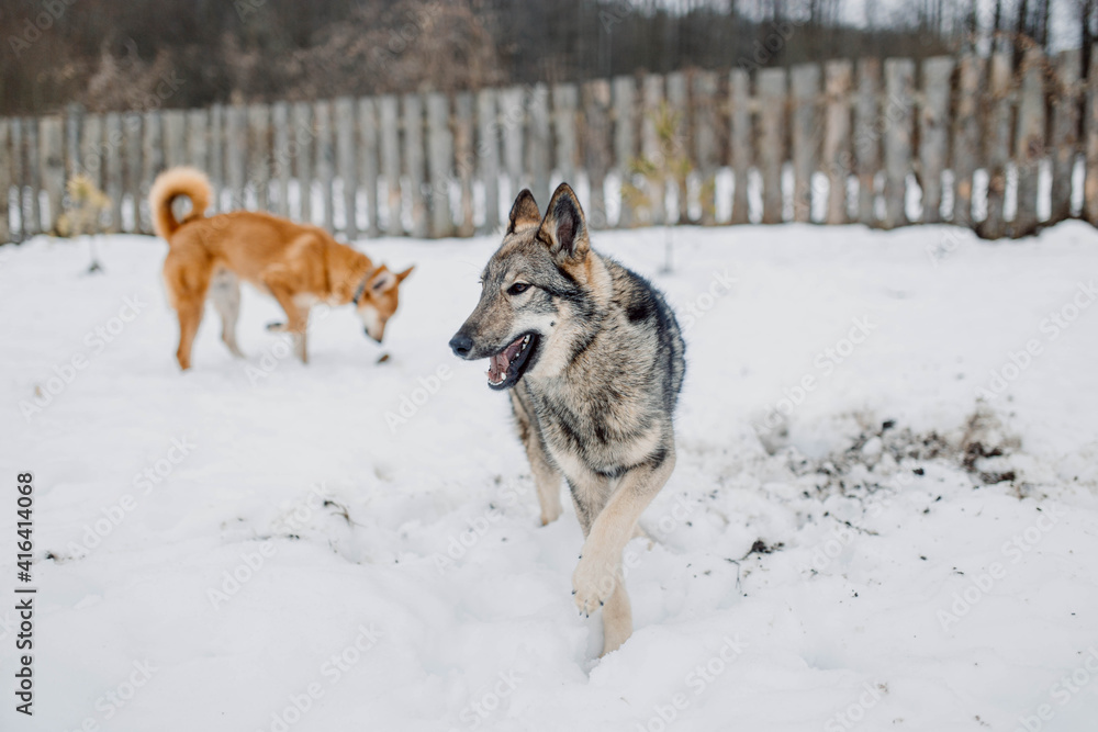 Naklejka premium Siberian Laika dog is playing outside in the snow with dogs.