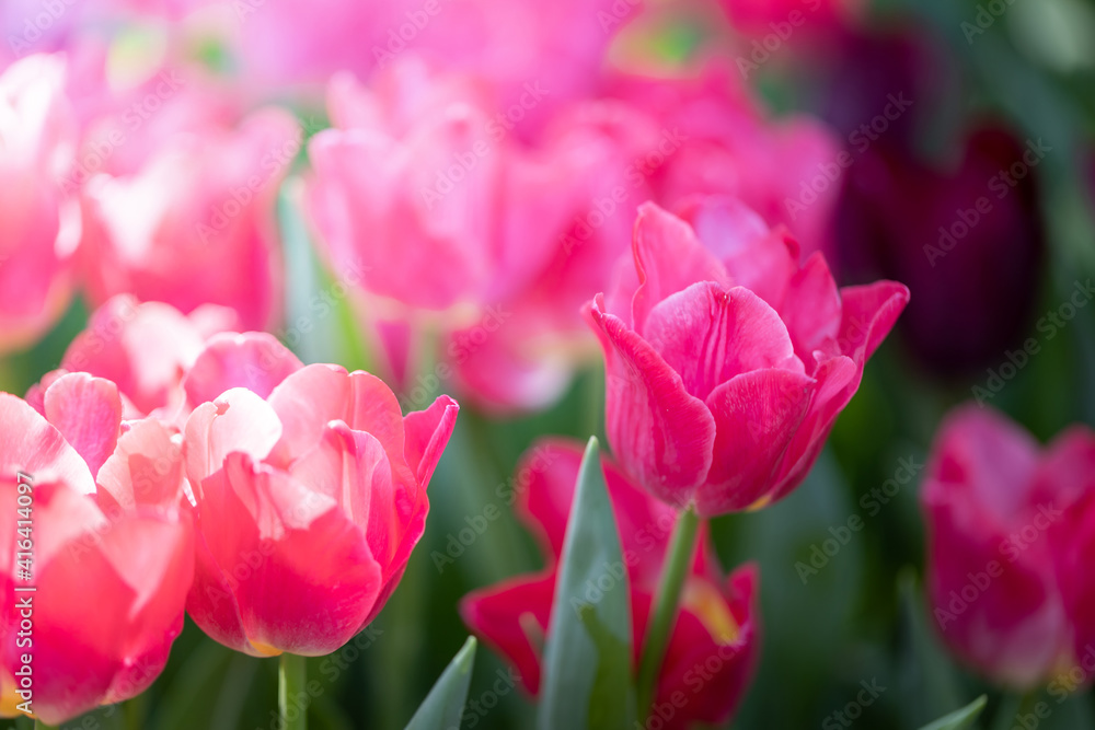 Beautiful bouquet of tulips. colorful tulips. nature background