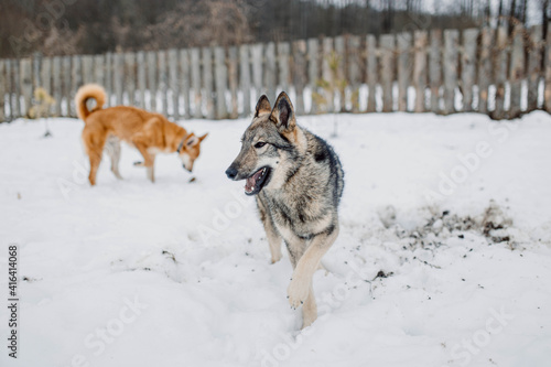 Siberian Laika dog is playing outside in the snow with dogs.
