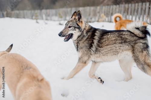 Siberian Laika dog is playing outside in the snow with dogs. © velimir