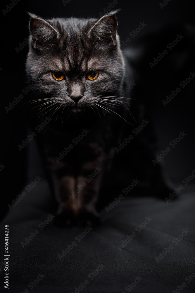 Adorable scottish black tabby cat on black background. Adorable scottish black tabby cat on black background.