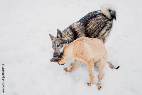 two aggressive dogs playing and biting fighting in the snow in winter © velimir