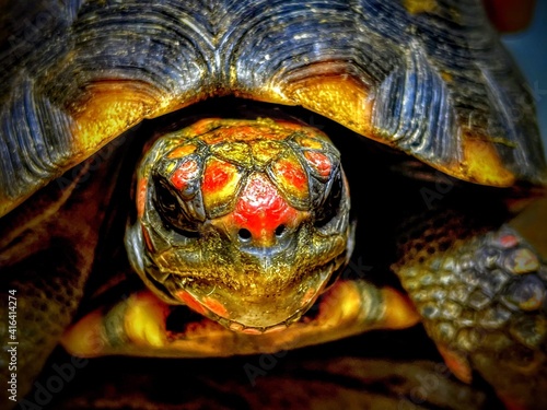 tortoise in its habitat photo
