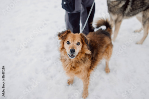 Orange dog on a walk in the winter in the snow