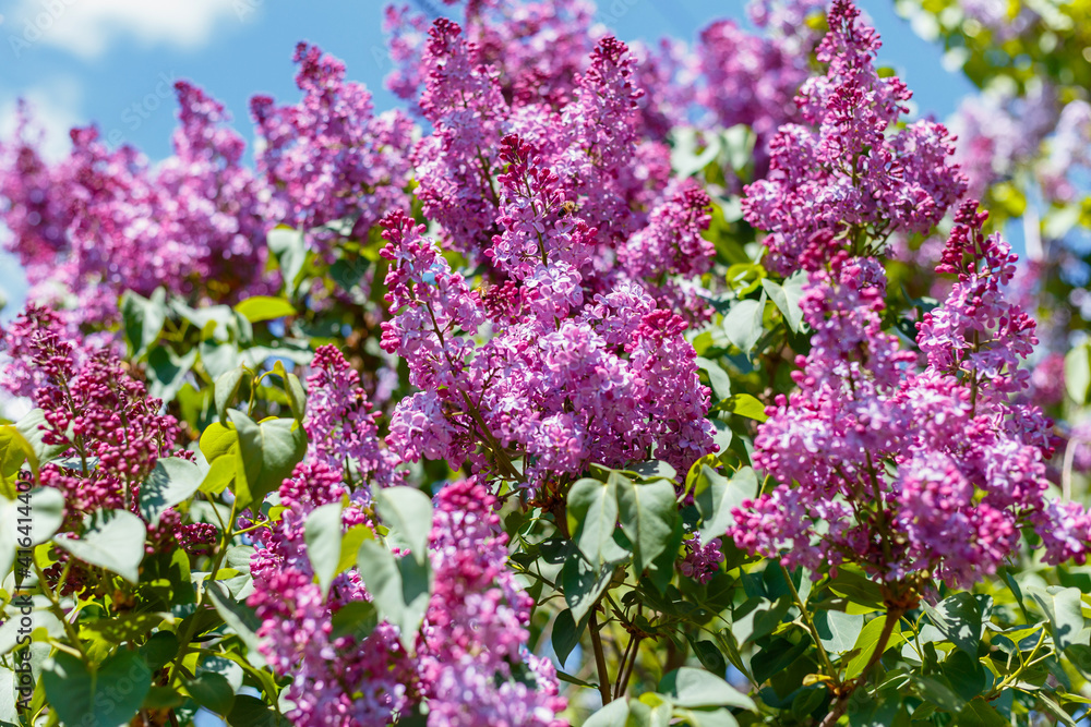 Spring blooming flowers of lilac on lilac bushes against the blue sky. Natural background of violet blooming lilac flowers outside.