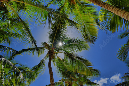 Palmeras en una playa en el Mar Caribe. Punta Cana. Isla saona
