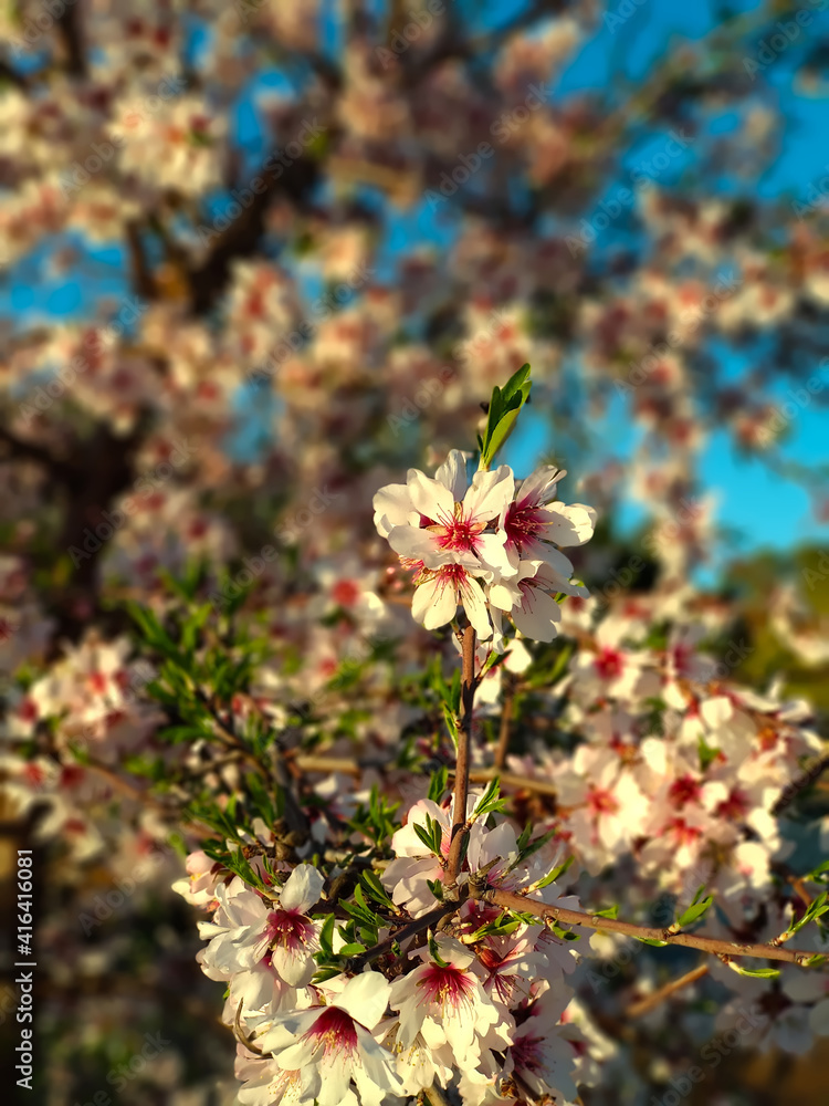 Closeup of an almond tree in blossom at the end of winter, beginning of spring in mediterranean country