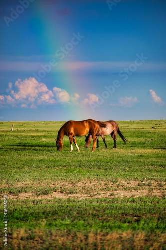 horse on a meadow